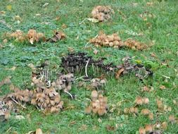 fragile mica coprinus on green grass