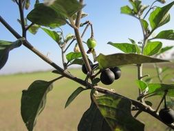 black nightshade