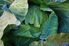 Cabbage leaves closeup