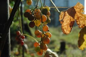 grapes harvesting