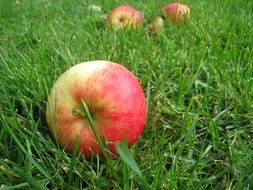 Red apple fell on a grass