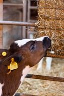 Calf on a farm