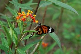 Beautiful,small butterfly on a red flower