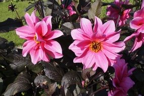 dahlia floral plants natural rose flowers