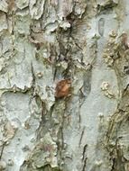 Fruit tree bark close-up