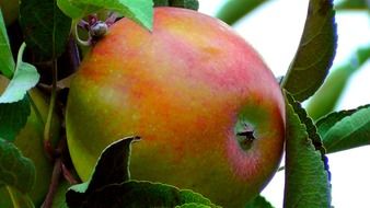 apple among leaves close up