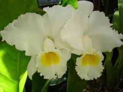 Beautiful white daffodil flowers