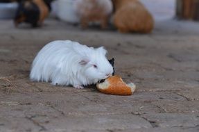 guinea pig is eating a bun