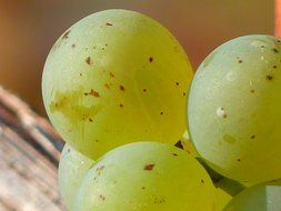 grapes close-up