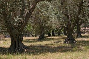 old olive trees and colorful grass