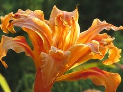 big orange flower in the sun