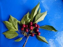 branch of cherry with red berries