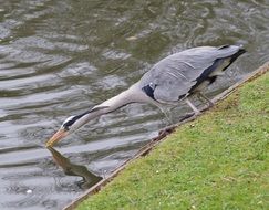 Water Heron fishing in wildlife