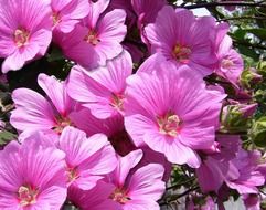 pink mallow on a flower bed