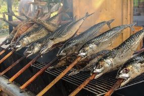smoked trout fish