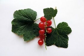 currant leaves with berries