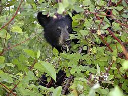 black bear behind a green tree, canada, british columbia