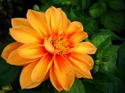 orange dahlia flower