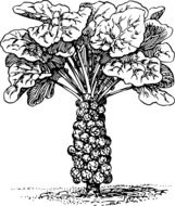 Drawing of a growing vegetable with big leaves