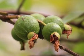 guava green fruit