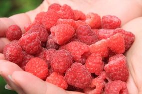 ripe red raspberries on female hands