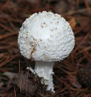 white toadstool on dry foliage
