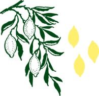 Lemons from the lemon tree clipart