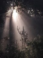 rays of light in the dense forest
