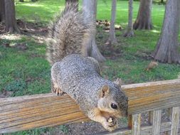 big gray squirrel on a wooden bench in the park