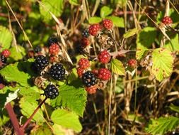 incredibly tasty wild blackberry