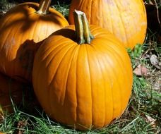 huge orange pumpkins in the garden