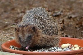 hedgehog feeding in the plate