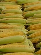 neatly arranged ears of corn