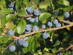 bush with blue berries