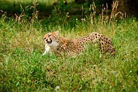 cheetah in the national park, Kenya