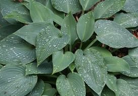 raindrops on a rural green plant