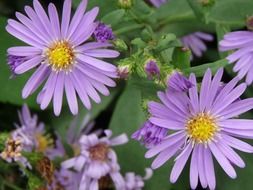purple garden flowers in summer