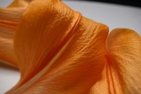Orange flowers petal on a white surface