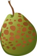 spotted pear drawing