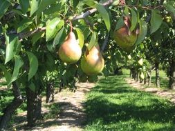 yummy pear tree