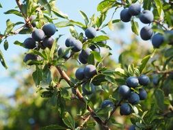 blue berries bush