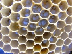 empty honeycomb for bees