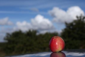 red mature apple