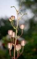 Close-up of the stem of a plant on blurred background