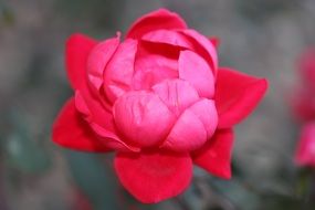 fresh rose color
