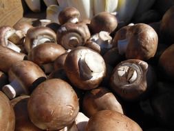 brown mushrooms in the store