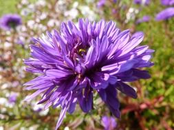 nice violet flower