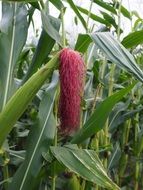 corn pink hair