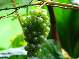 wine grape on the plant