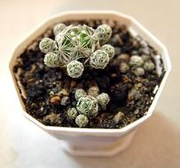 Korifanta - genus of plants of the family Cactus